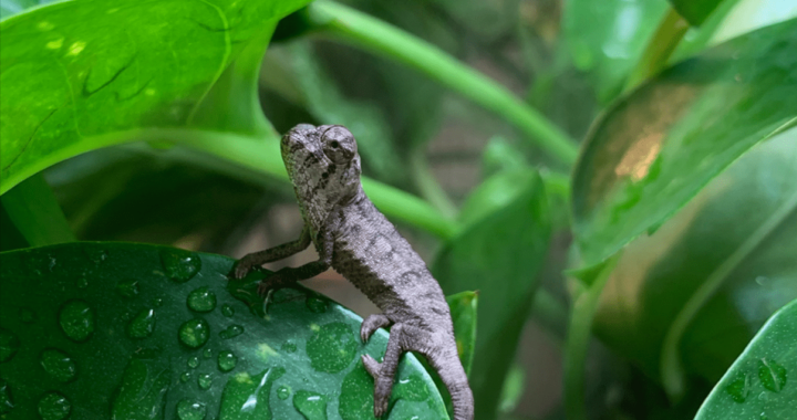 Is a Baby Chameleon the Ideal Pet? An Ultimate Guide for Pet Lovers