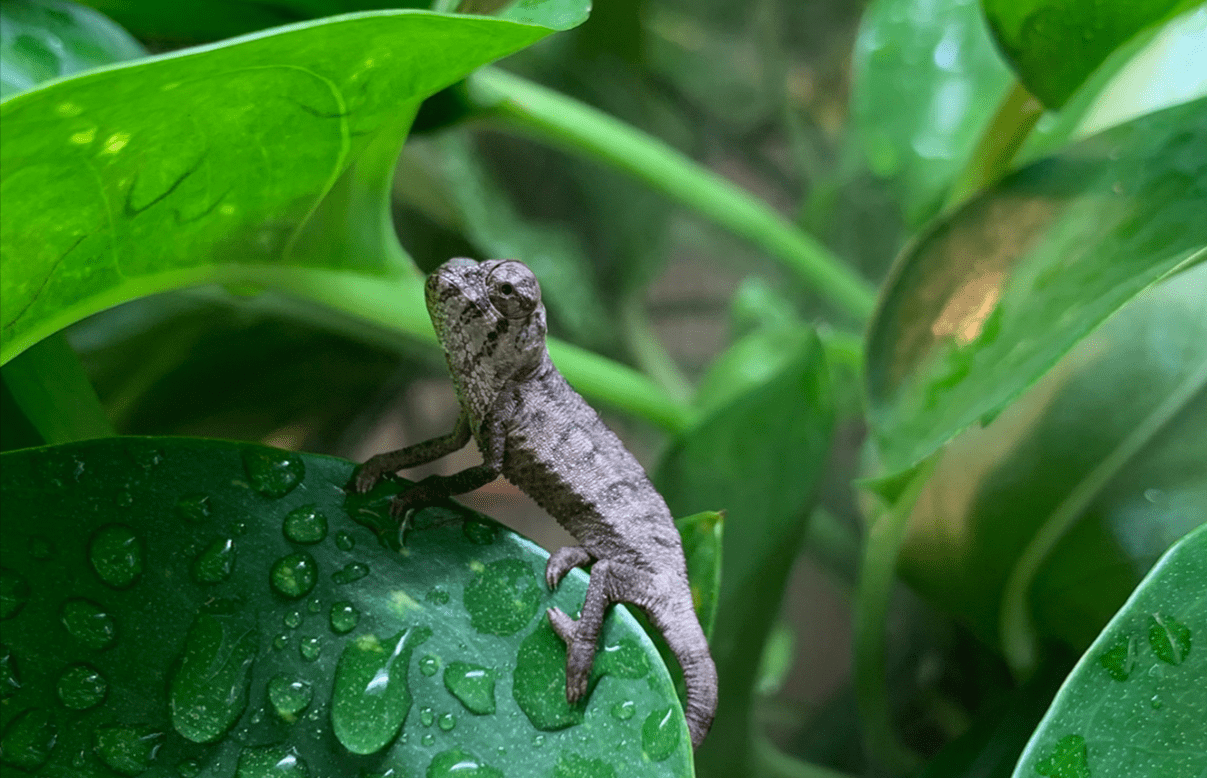 Is a Baby Chameleon the Ideal Pet? An Ultimate Guide for Pet Lovers